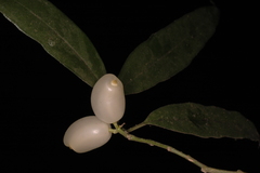 Gomphandra tetrandra